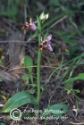 Ophrys candica 