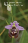 Ophrys candica 