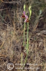 Ophrys chiosica 