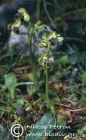 Ophrys cinereophila 