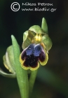 Ophrys cinereophila 