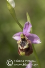 Ophrys colossaea
