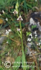 Ophrys cornutula 