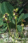 Ophrys creberima