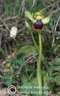 Ophrys creticola 