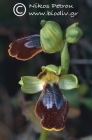 Ophrys creticola 