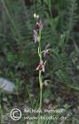Ophrys delphinensis 