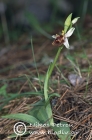 Ophrys dodekanensis 