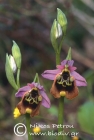 Ophrys episcopalis 