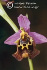 Ophrys episcopalis 