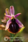 Ophrys ferrum-equinum