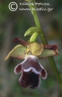 Ophrys fleischmannii 