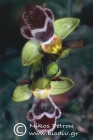 Ophrys fleischmannii 