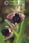 Ophrys gottfriediana 
