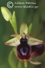 Ophrys gottfriediana 