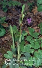 Ophrys graeca 