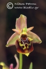 Ophrys halia 