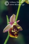 Ophrys halia 