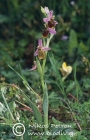 Ophrys halkionis 