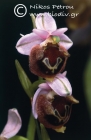 Ophrys halkionis 