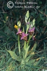 Ophrys heldreichii 