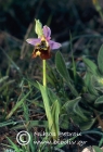 Ophrys helios 