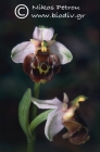 Ophrys heterochila 