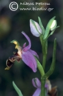 Ophrys masticorum