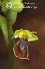 Ophrys melena 