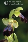 Ophrys mesaritica 
