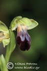 Ophrys mesaritica 