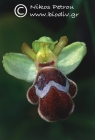 Ophrys omegaifera 