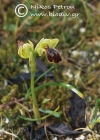 Ophrys parosica 
