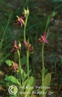 Ophrys polyxo 