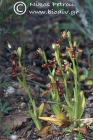 Ophrys regis-ferdinandii 