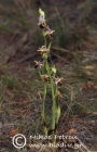 Ophrys saliarisii 