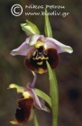 Ophrys saliarisii Paulus & Hirth