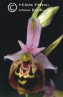 Ophrys saliarisii Paulus & Hirth