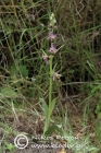 Ophrys schlechteriana