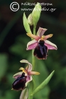Ophrys spruneri 