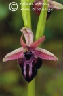 Ophrys spruneri 