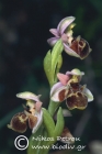 Ophrys umbilicata 