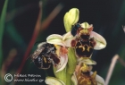 Ophrys umbilicata -9