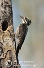 Three-toed Woodpecker male