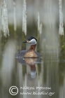 Red-necked grebe.