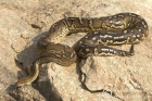 Anchieta’s Dwarf Python (Angolan python)