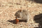 Four-striped grass mouse
