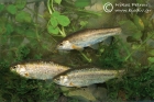 Freshwater fishes