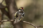 Red-fronted Barbet