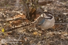 Long-tailed Ground Roller